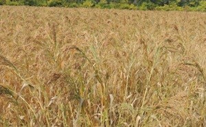 Как выбрать семенную пшеницу для высокого урожая на примере проверенного сорта Шулиндинка
